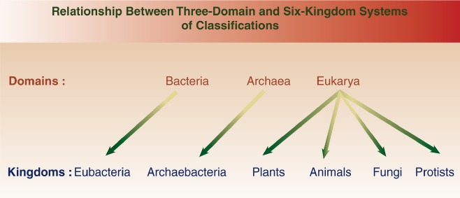 onion domain and kingdom