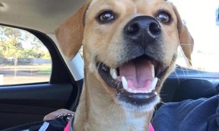 dark web stolen credit card numbers