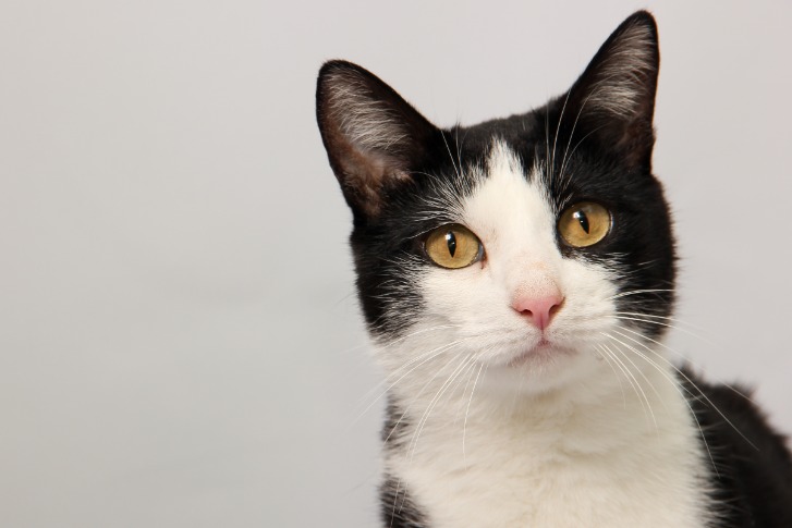 black market alternative